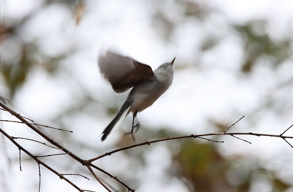 Blue-gray Gnatcatcher - ML646196222