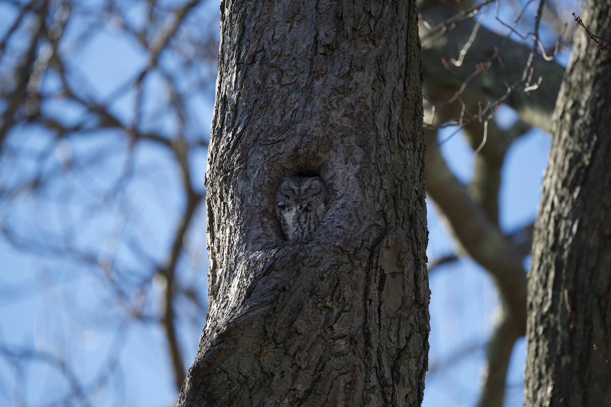 Eastern Screech-Owl - ML646196226