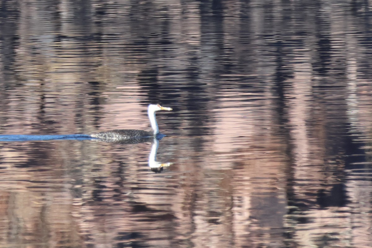 Clark's Grebe - ML646196241