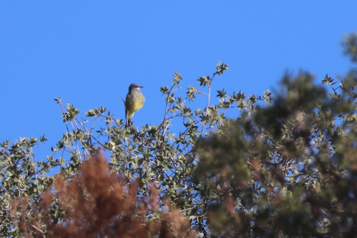 Cassin's Kingbird - ML646196243