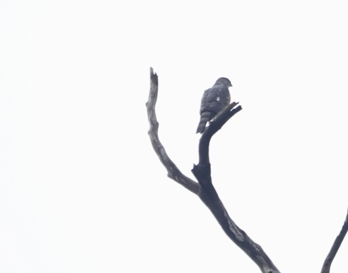 Gavilán Besra - ML646196245