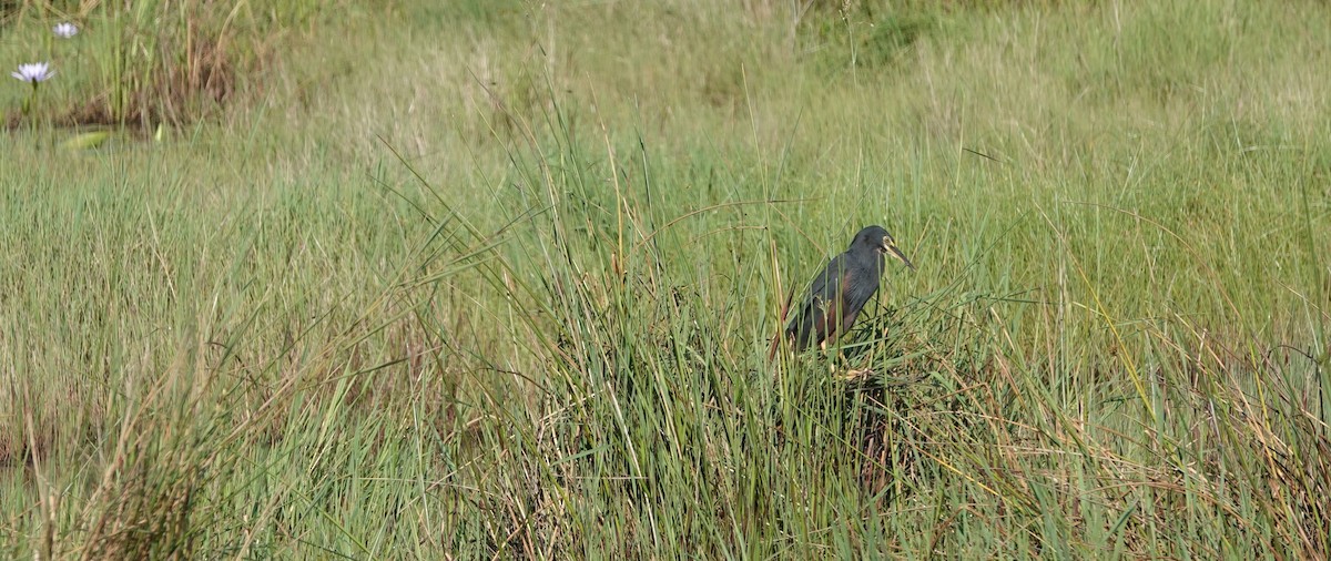 Рыжебрюхая цапля - ML646196246