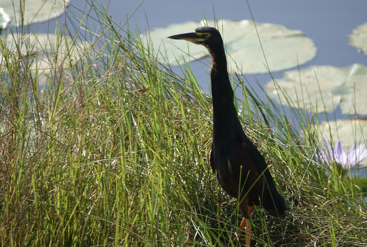 Рыжебрюхая цапля - ML646196247