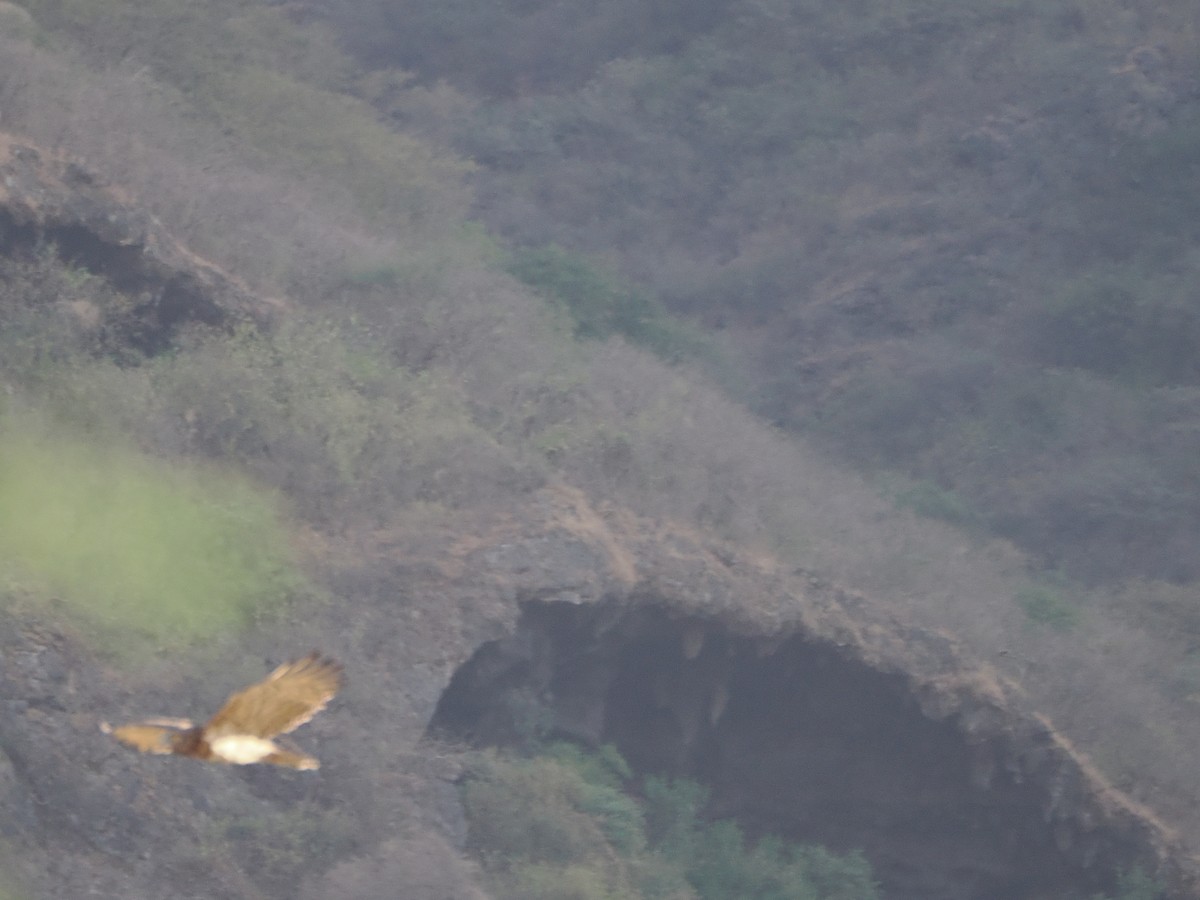 Змієїд блакитноногий - ML646196248