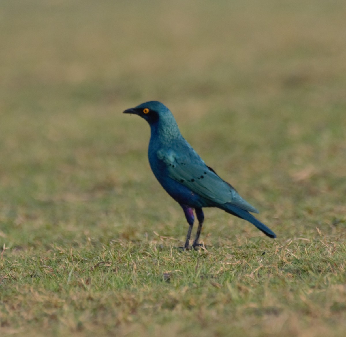 Greater Blue-eared Starling - ML646196257