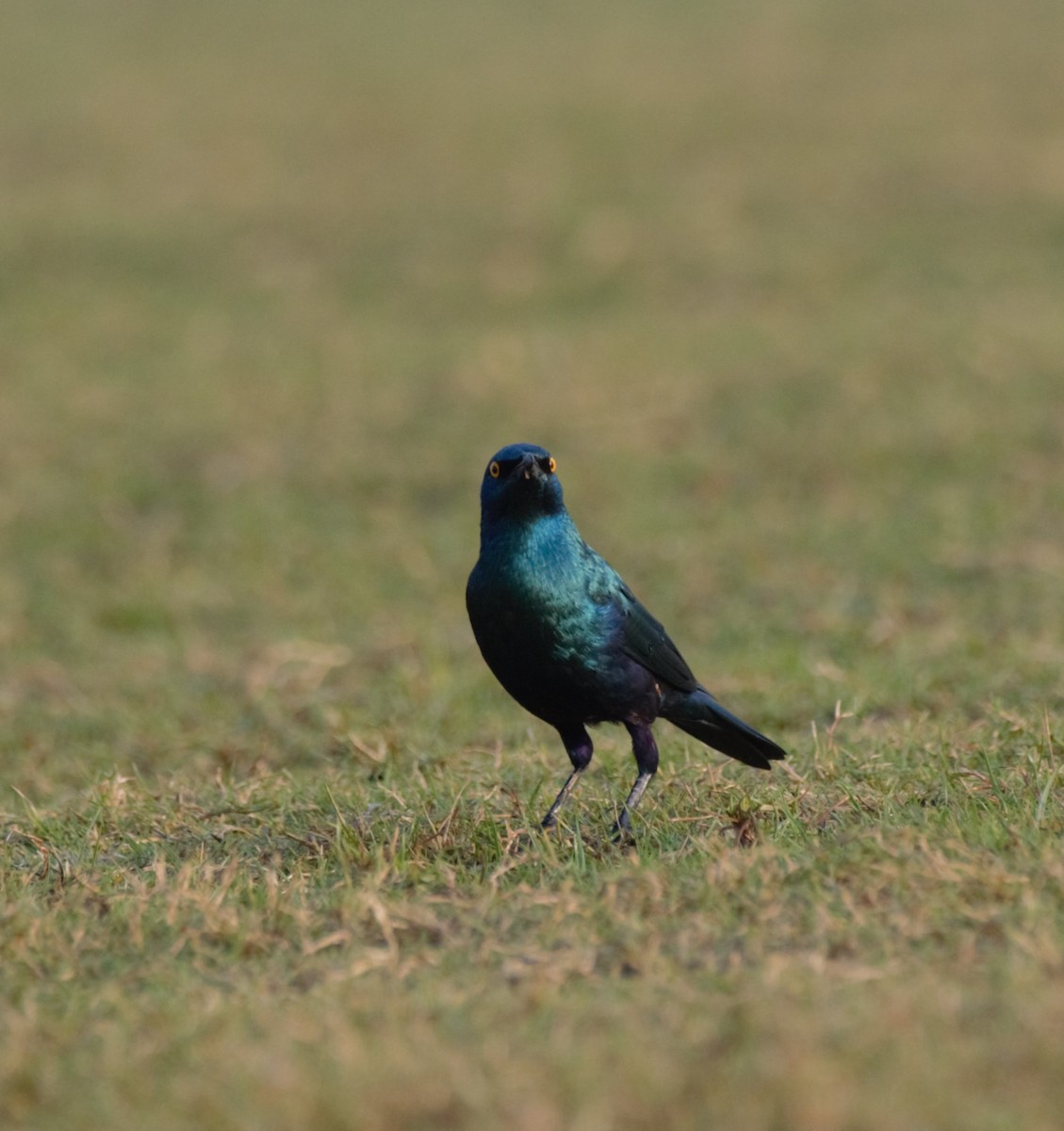 Greater Blue-eared Starling - ML646196258