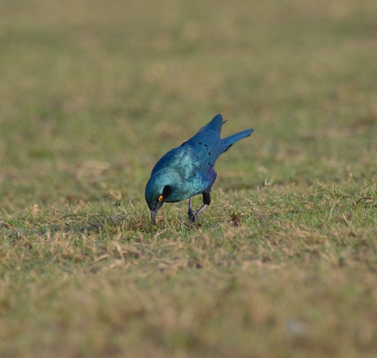 Greater Blue-eared Starling - ML646196259