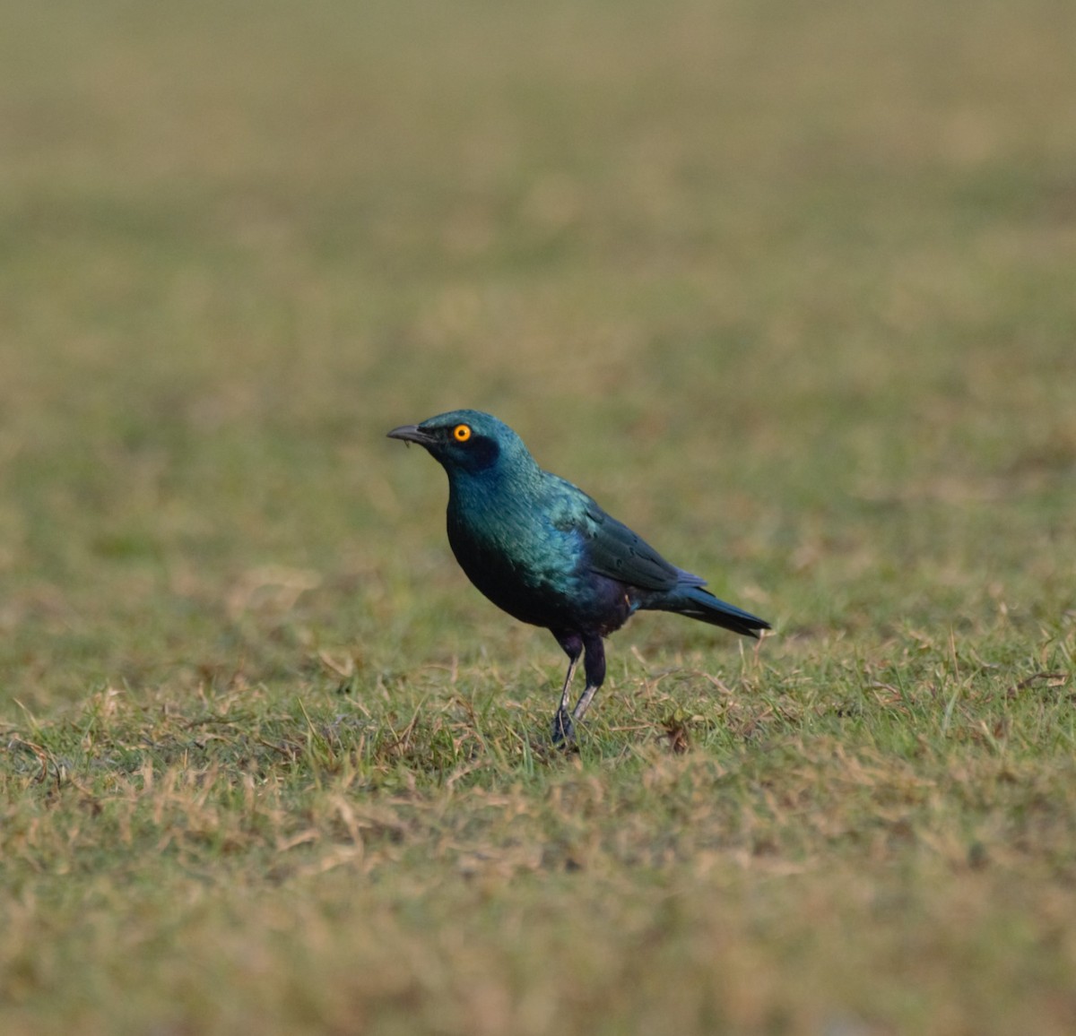 Greater Blue-eared Starling - ML646196260