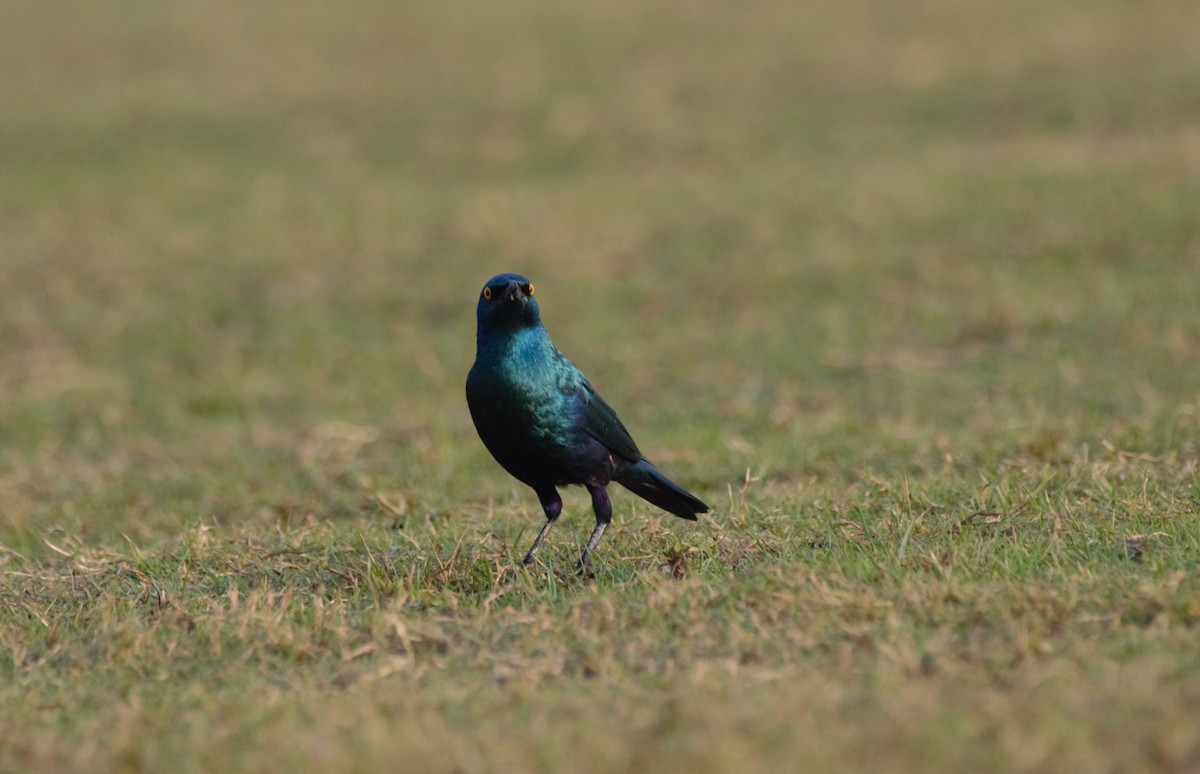 Greater Blue-eared Starling - ML646196261