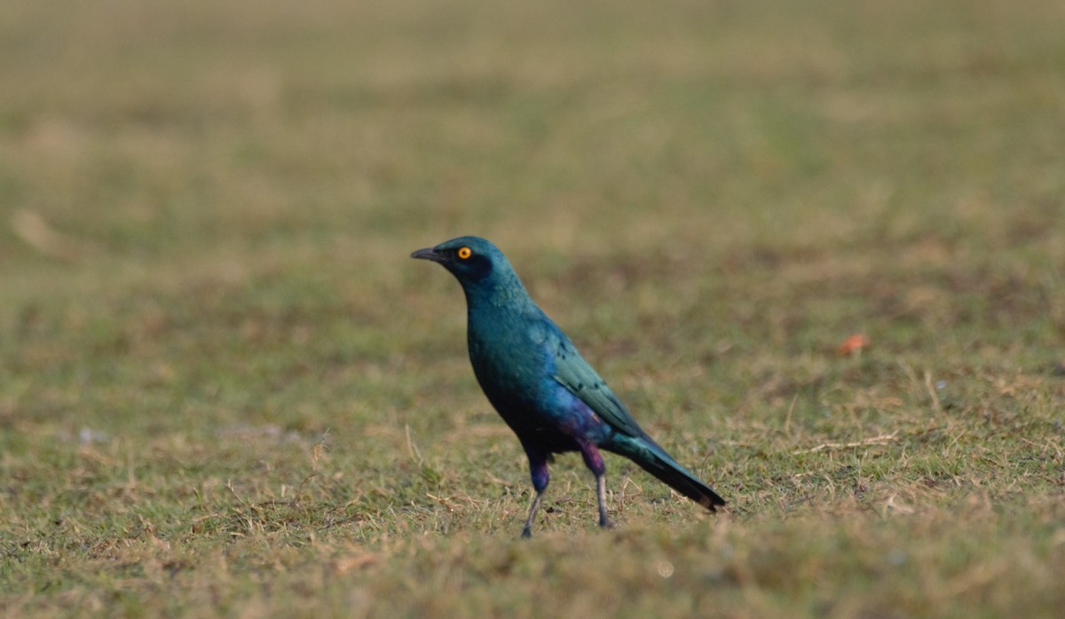 Greater Blue-eared Starling - ML646196262