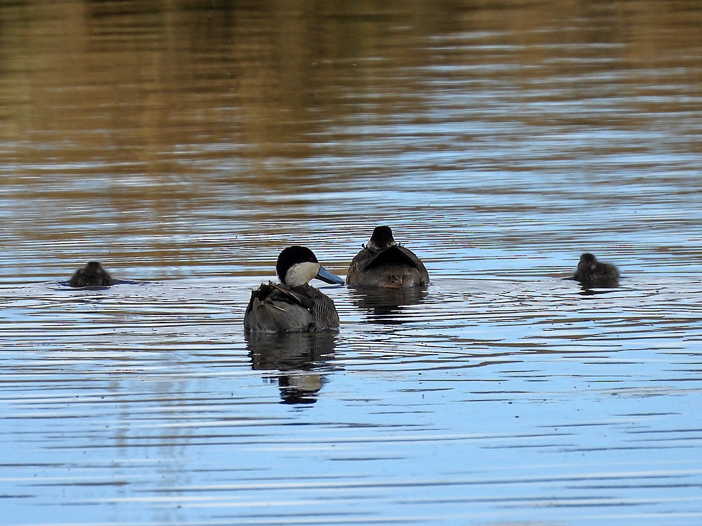 プナシマアジ - ML646196264