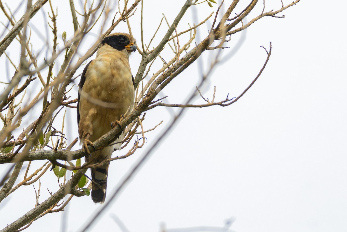 Laughing Falcon - ML646196265