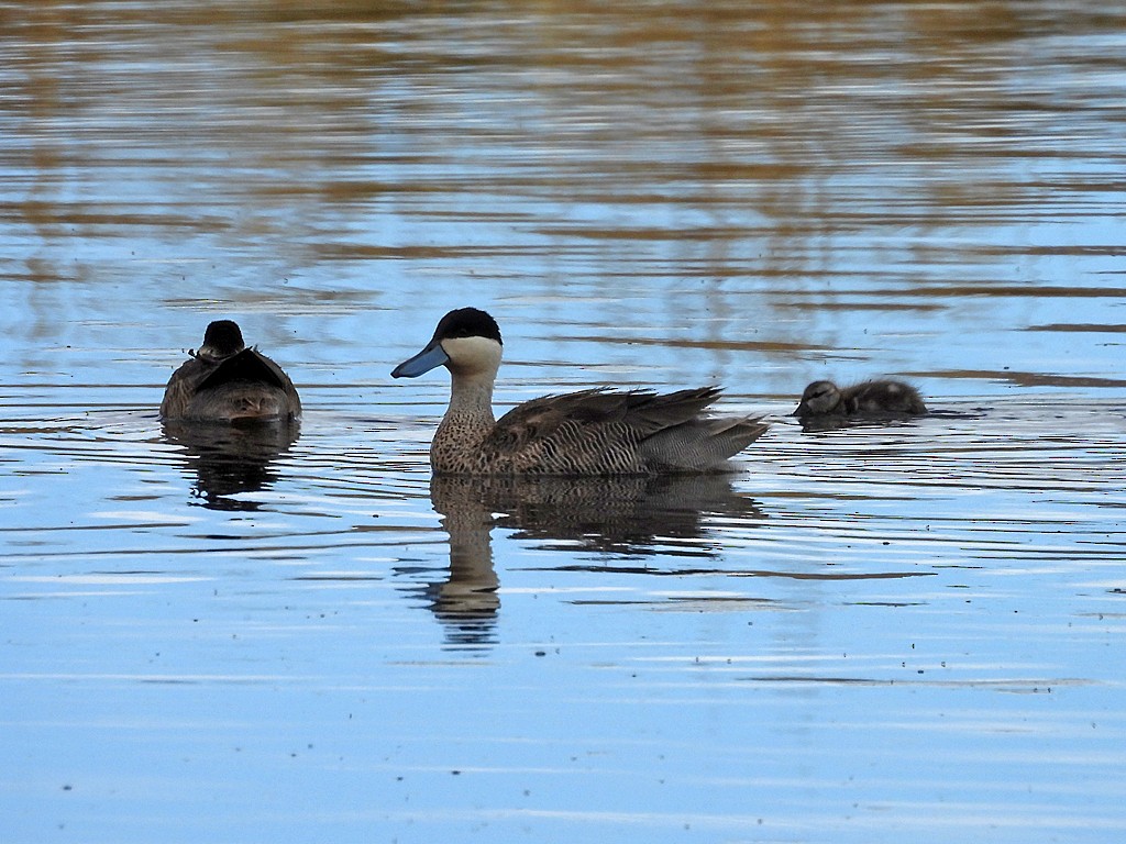 プナシマアジ - ML646196266