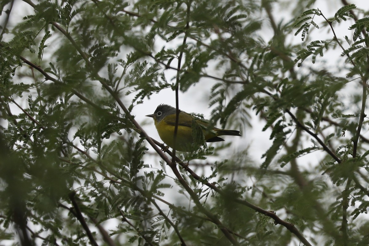 Nashville Warbler - ML646196269