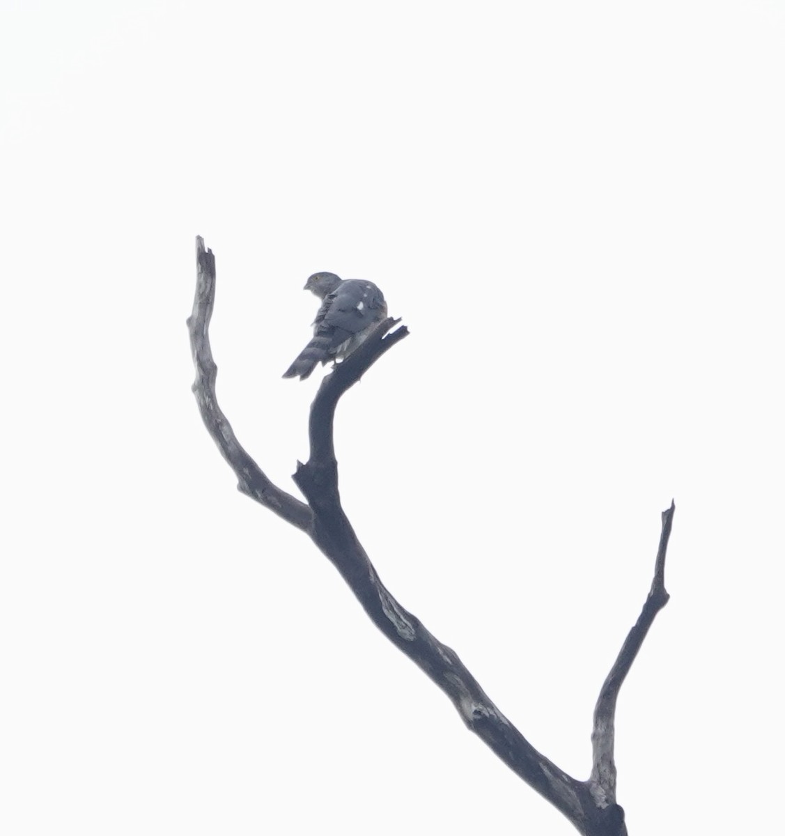 Gavilán Besra - ML646196275