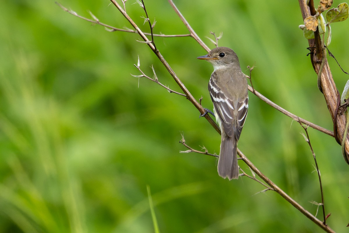 Willow Flycatcher - ML646196294
