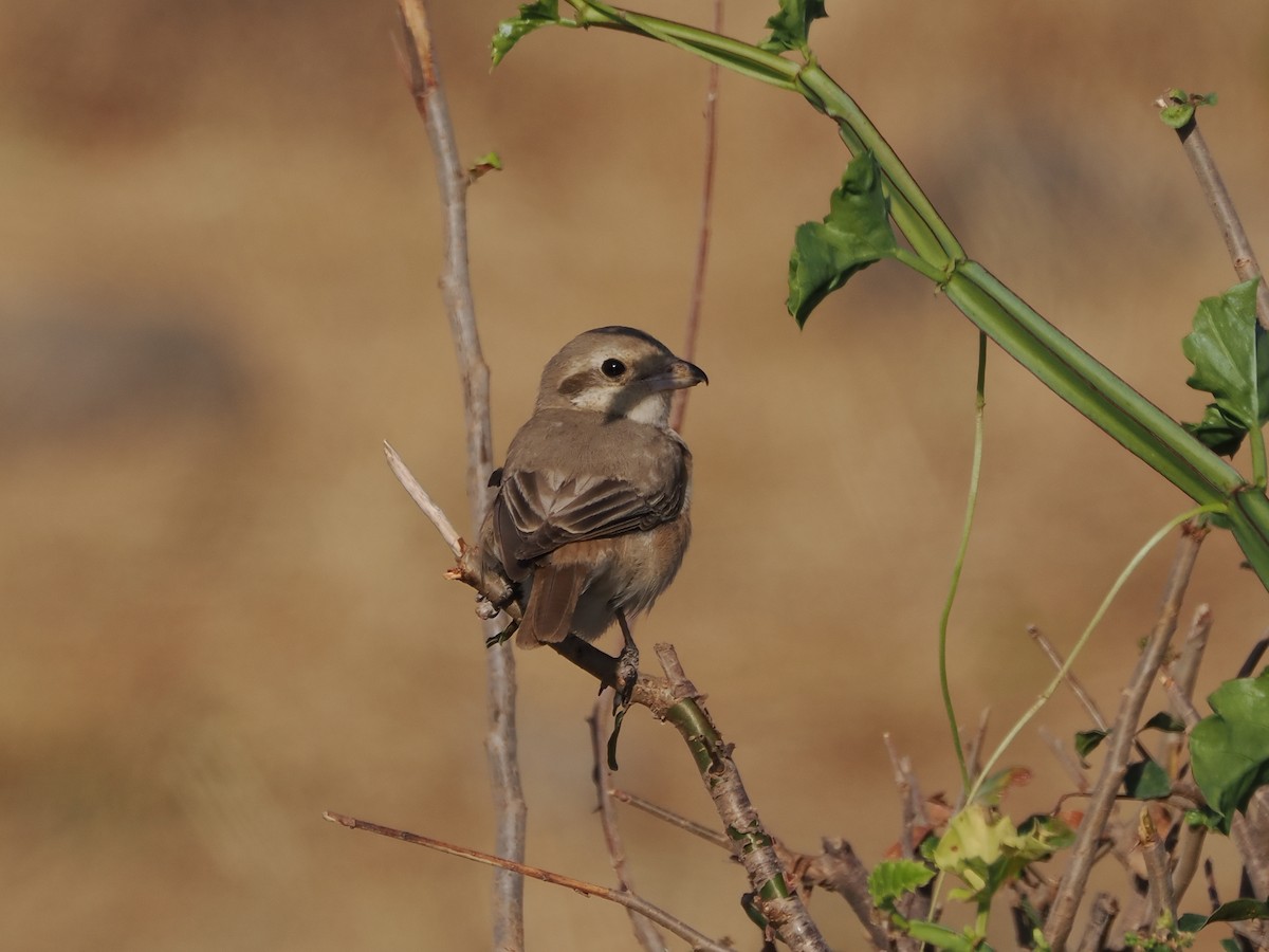 isabellavarsler - ML646196296