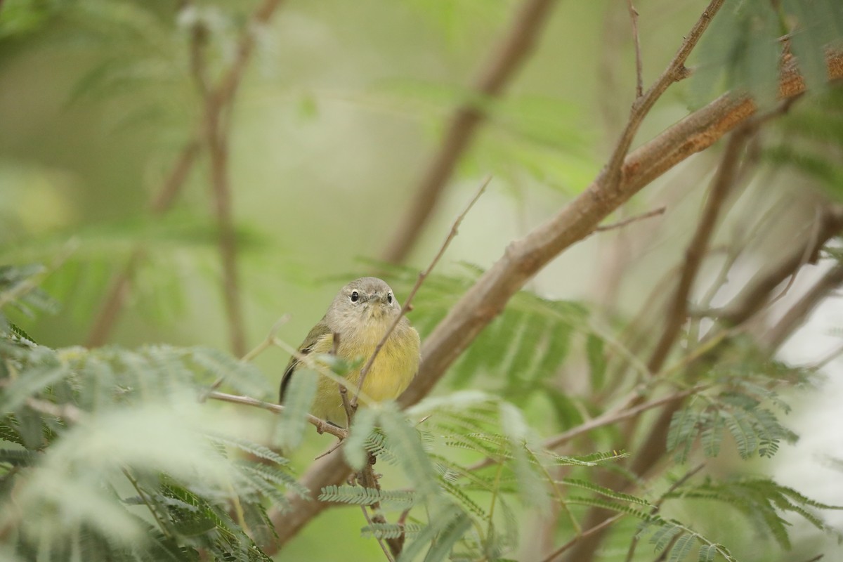 Orange-crowned Warbler - ML646196297