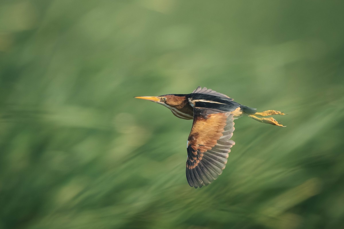 Least Bittern - ML646196300