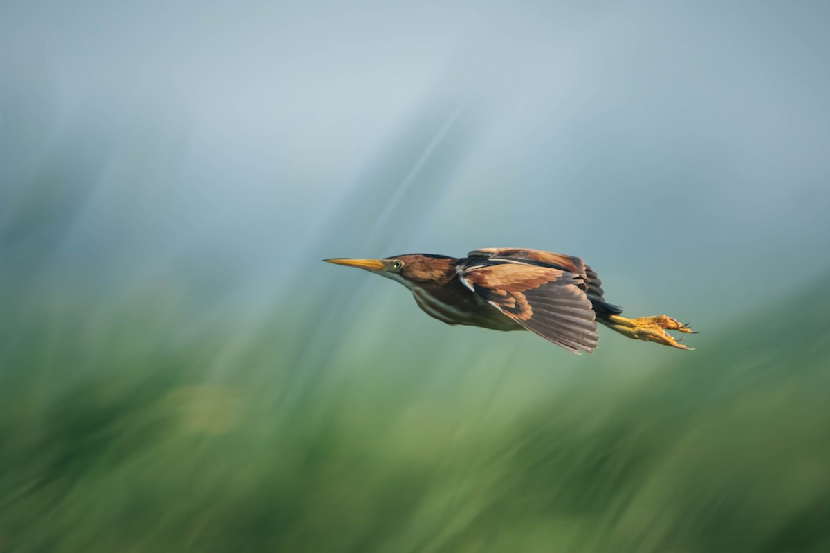 Least Bittern - ML646196301