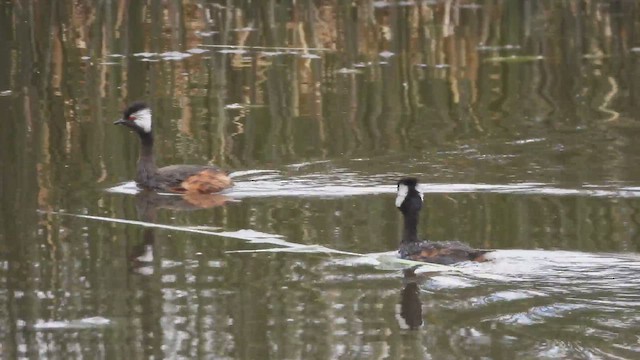 Белоухая поганка - ML646196308