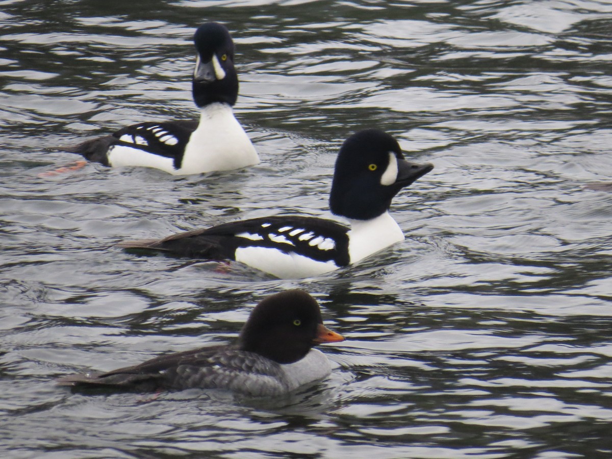 Murgilari islandiarra - ML646196314