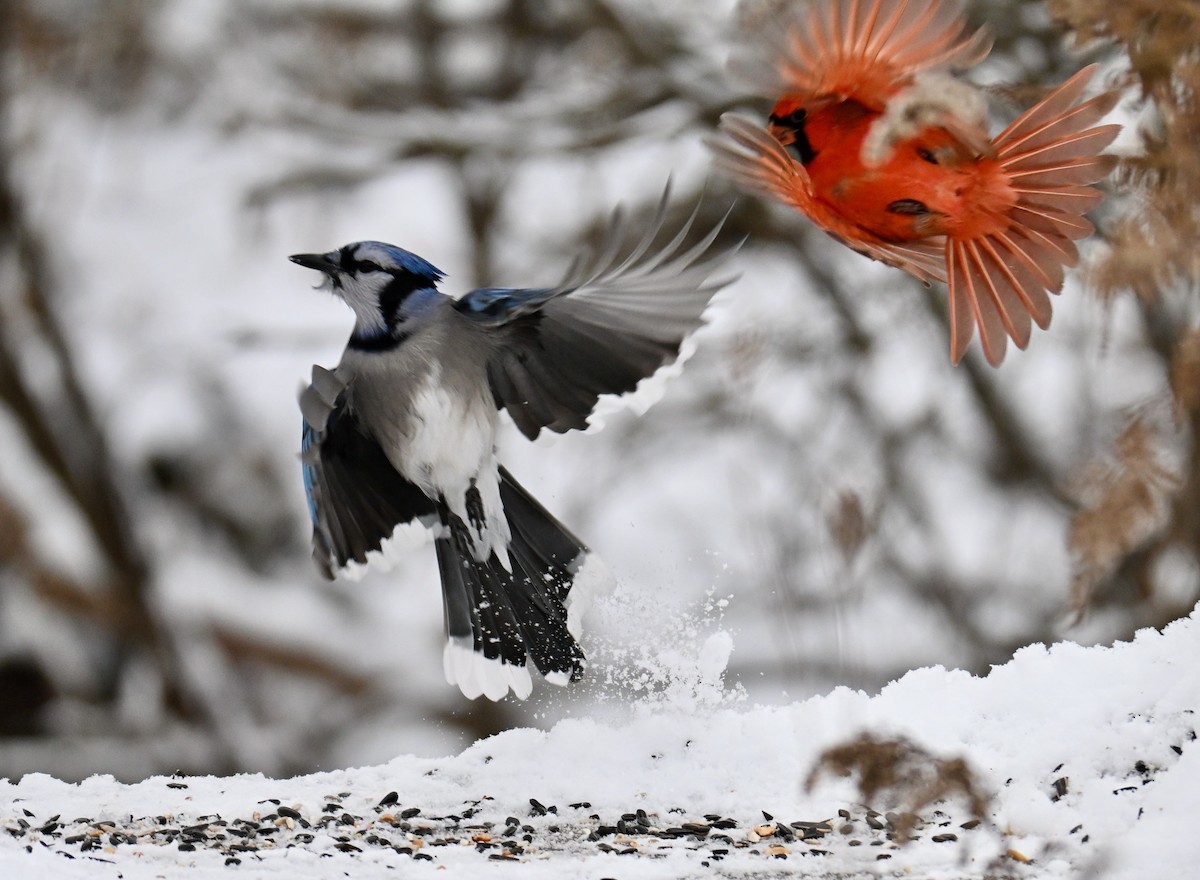 Geai bleu - ML646196315