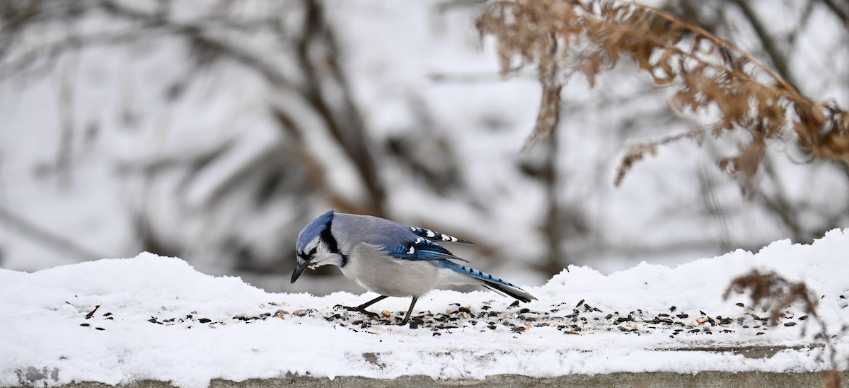 Geai bleu - ML646196317