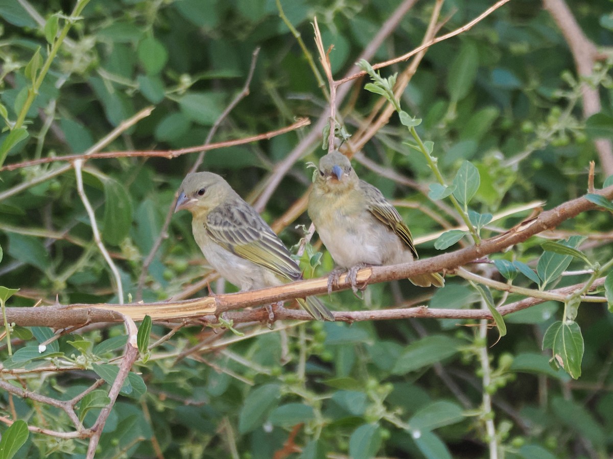 snovač etiopský - ML646196325