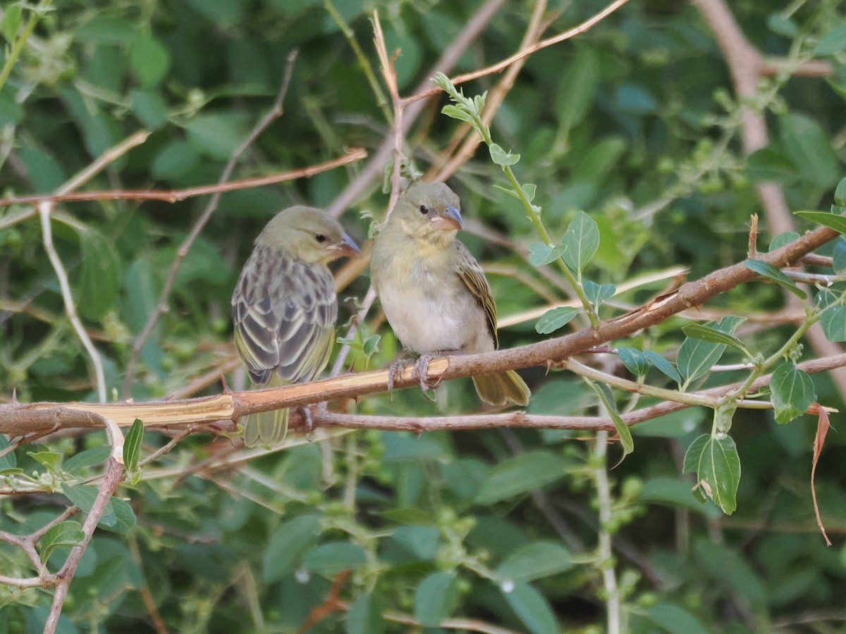 snovač etiopský - ML646196344