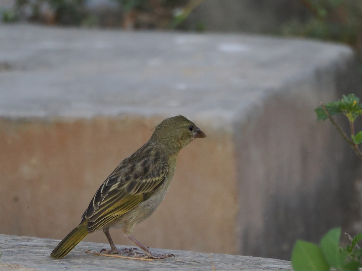 snovač etiopský - ML646196349