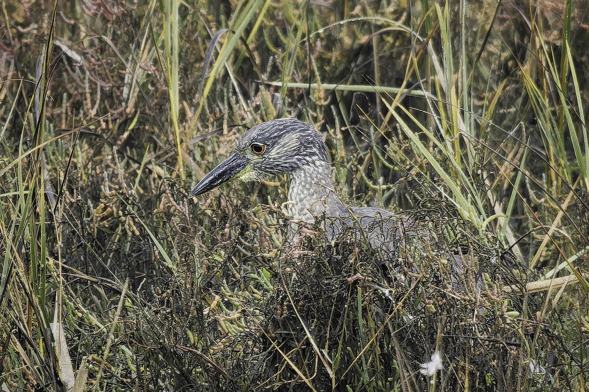 gulkronehegre - ML646196356