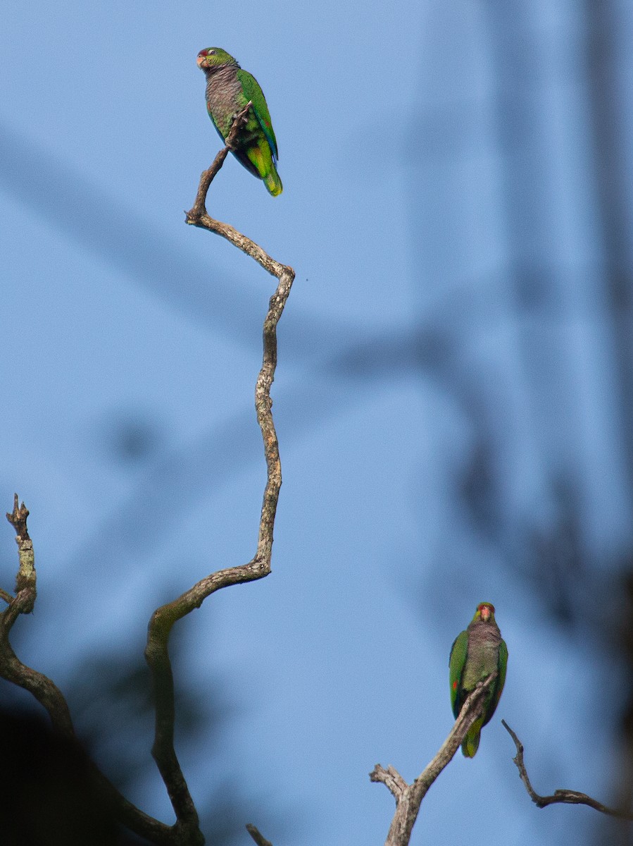 amazoňan fialovoprsý - ML646196357