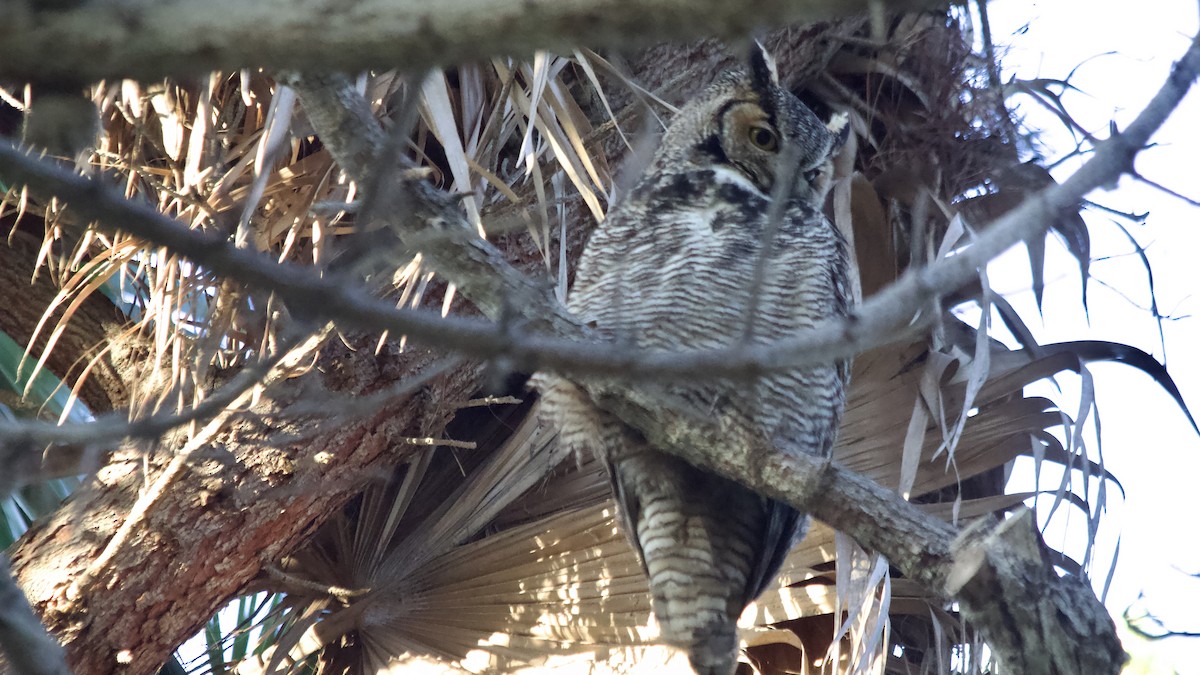 Great Horned Owl - ML646196358