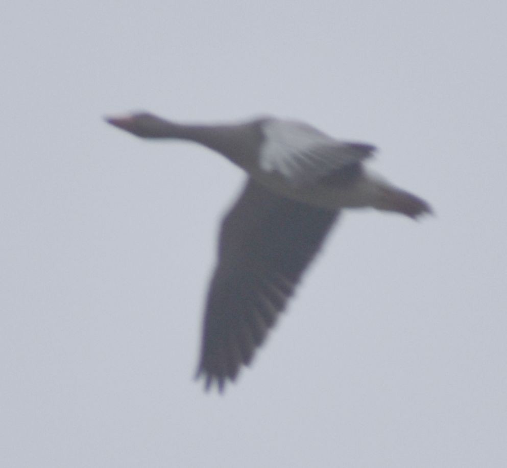 husa velká - ML646196364