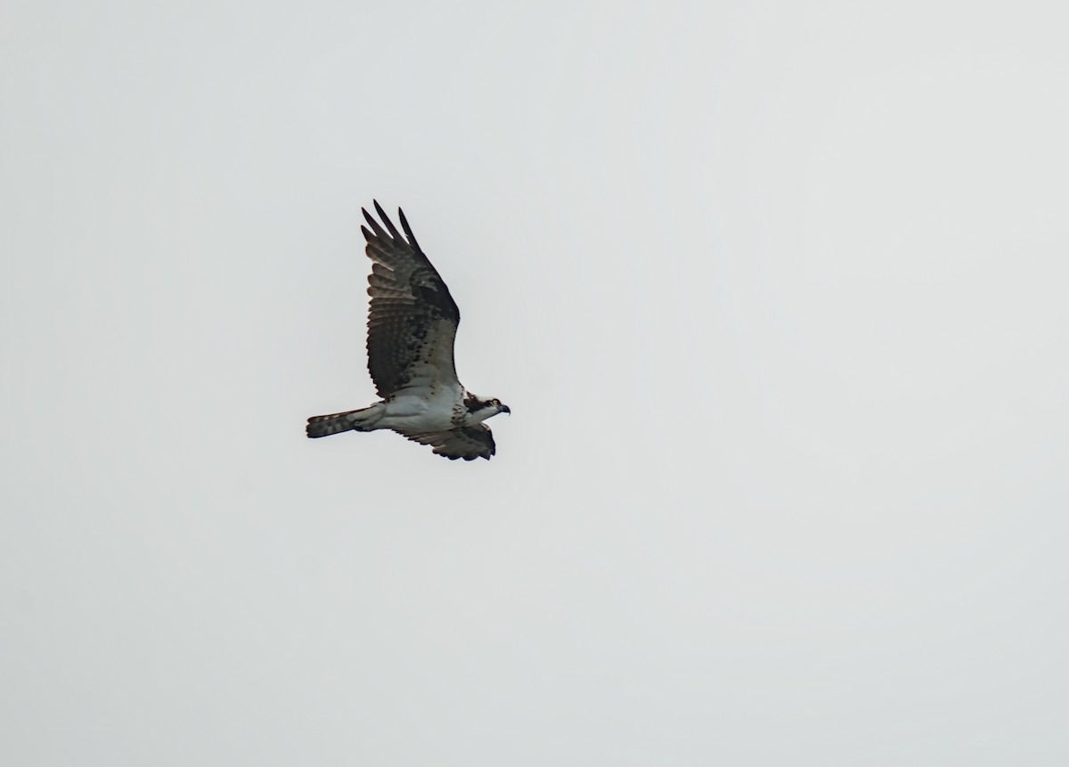 Osprey - ML646196365
