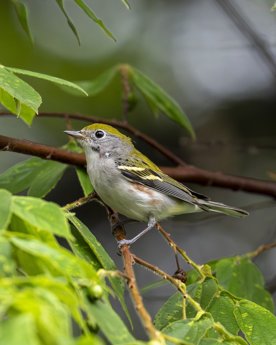 lesňáček rezavoboký - ML646196373