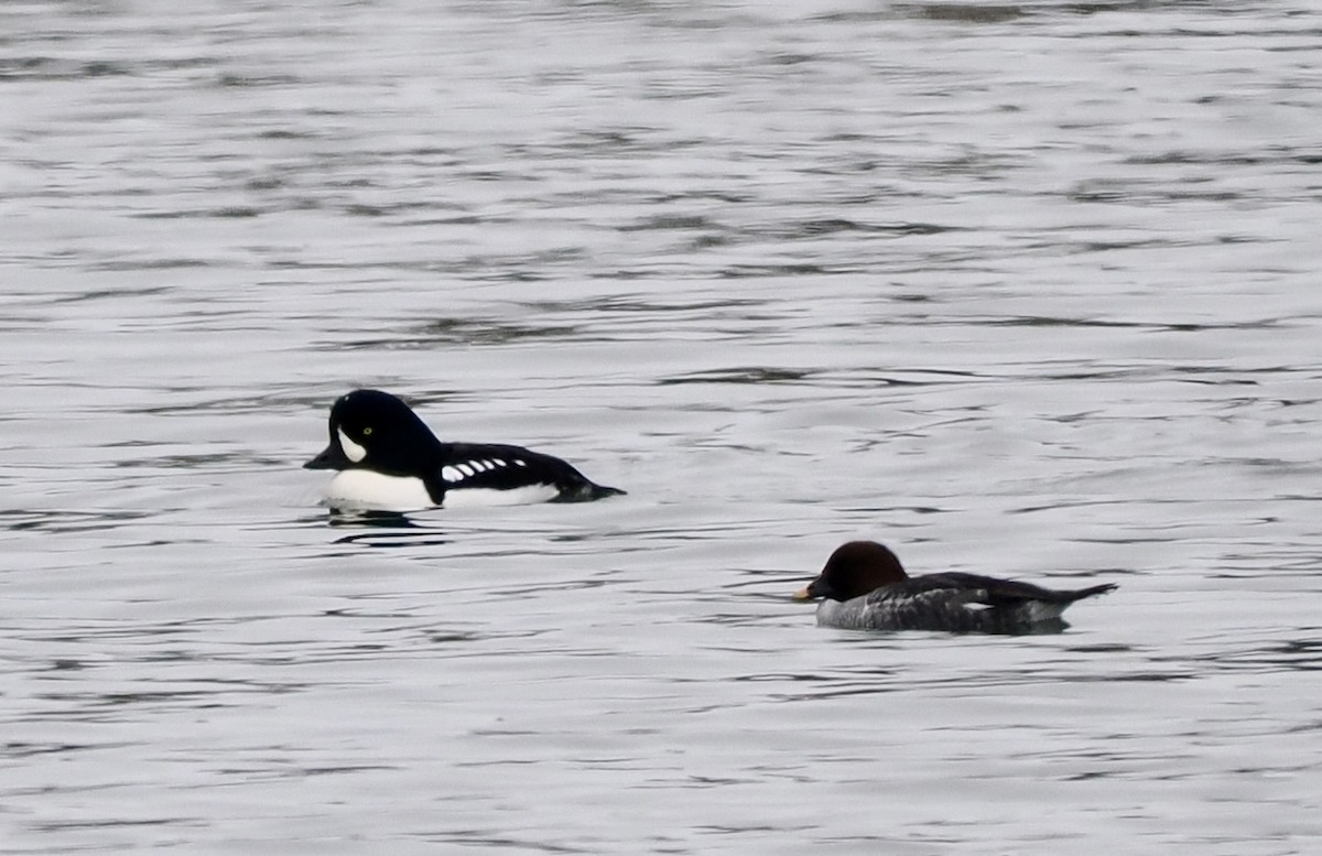 Murgilari islandiarra - ML646196387