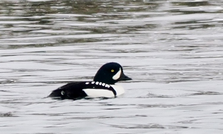 Murgilari islandiarra - ML646196388