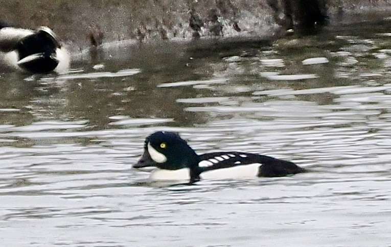 Murgilari islandiarra - ML646196389