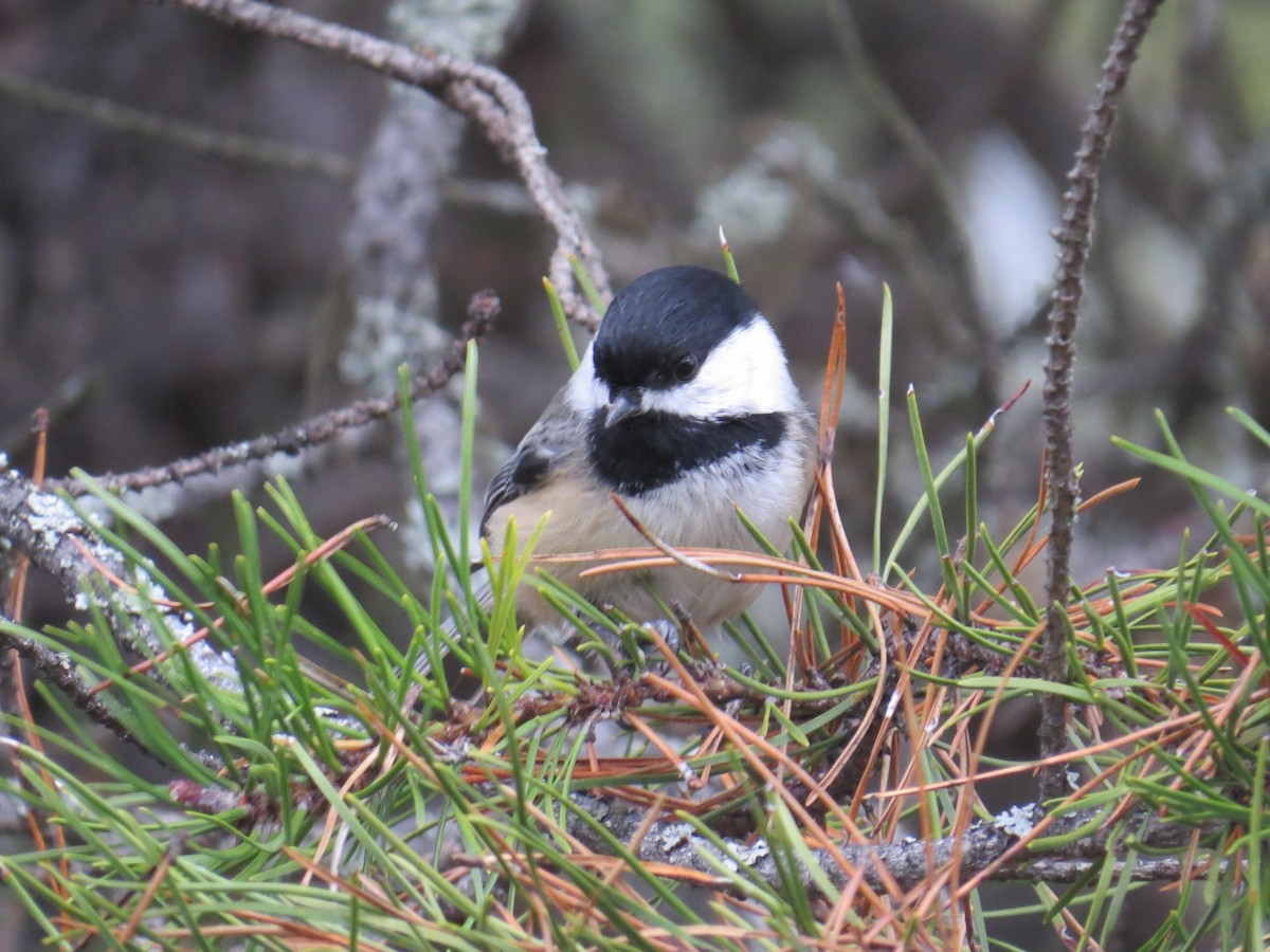 Гаїчка світлокрила - ML646196390