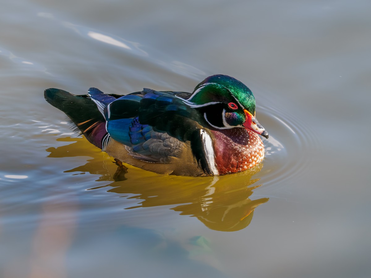 kachnička karolínská - ML646196393