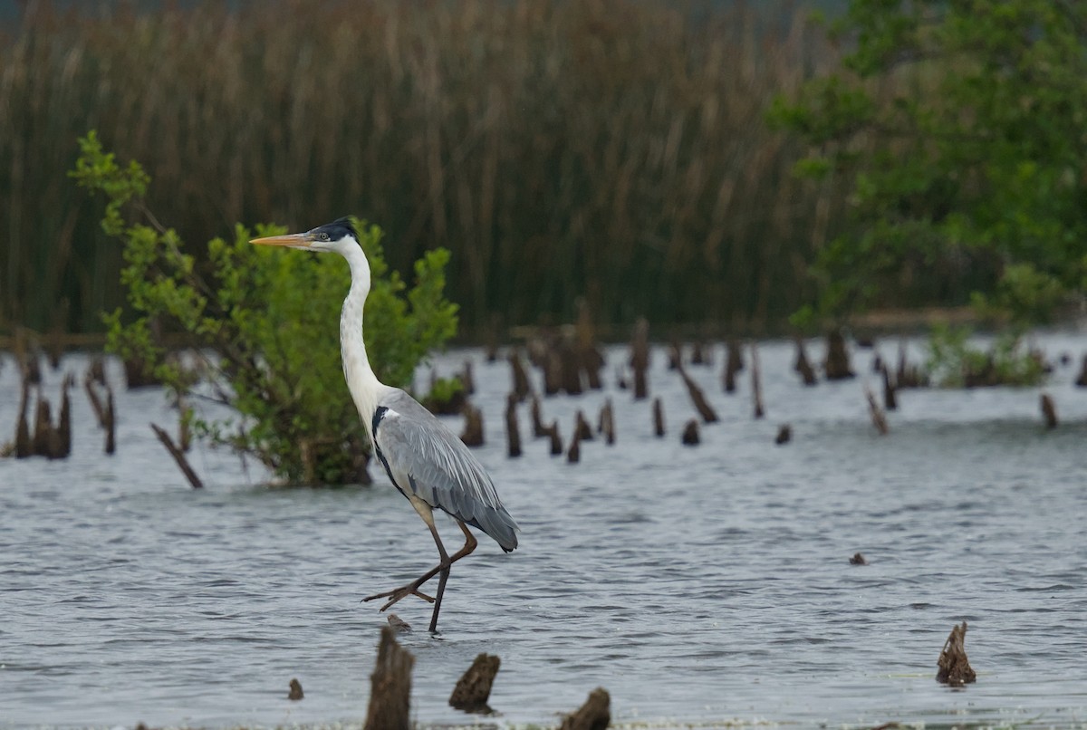 Cocoi Heron - ML646196400