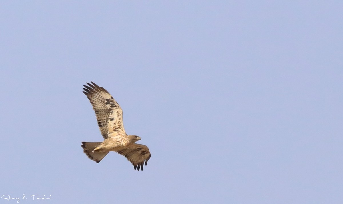 Bonelli's Eagle - ML646196404