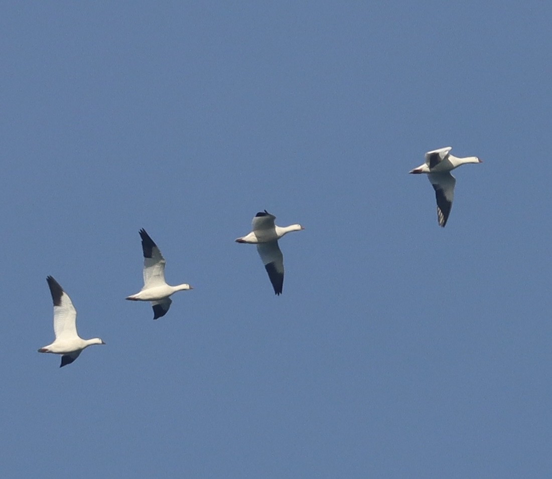 Ross's Goose - ML646196406