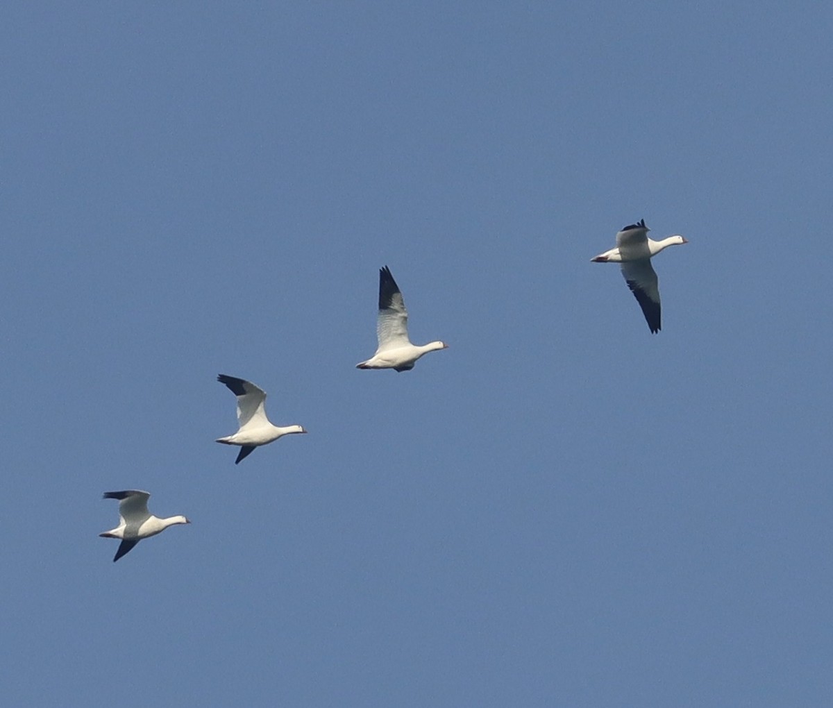 Ross's Goose - ML646196407