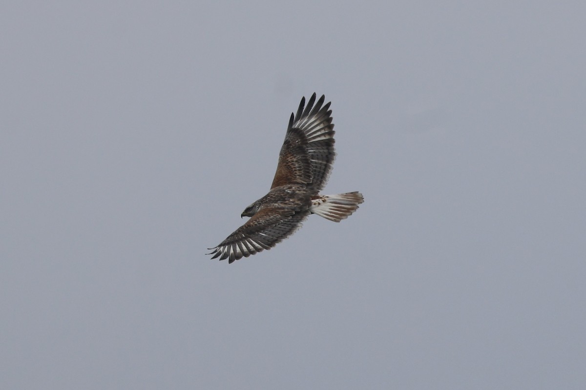 Ferruginous Hawk - ML646196412