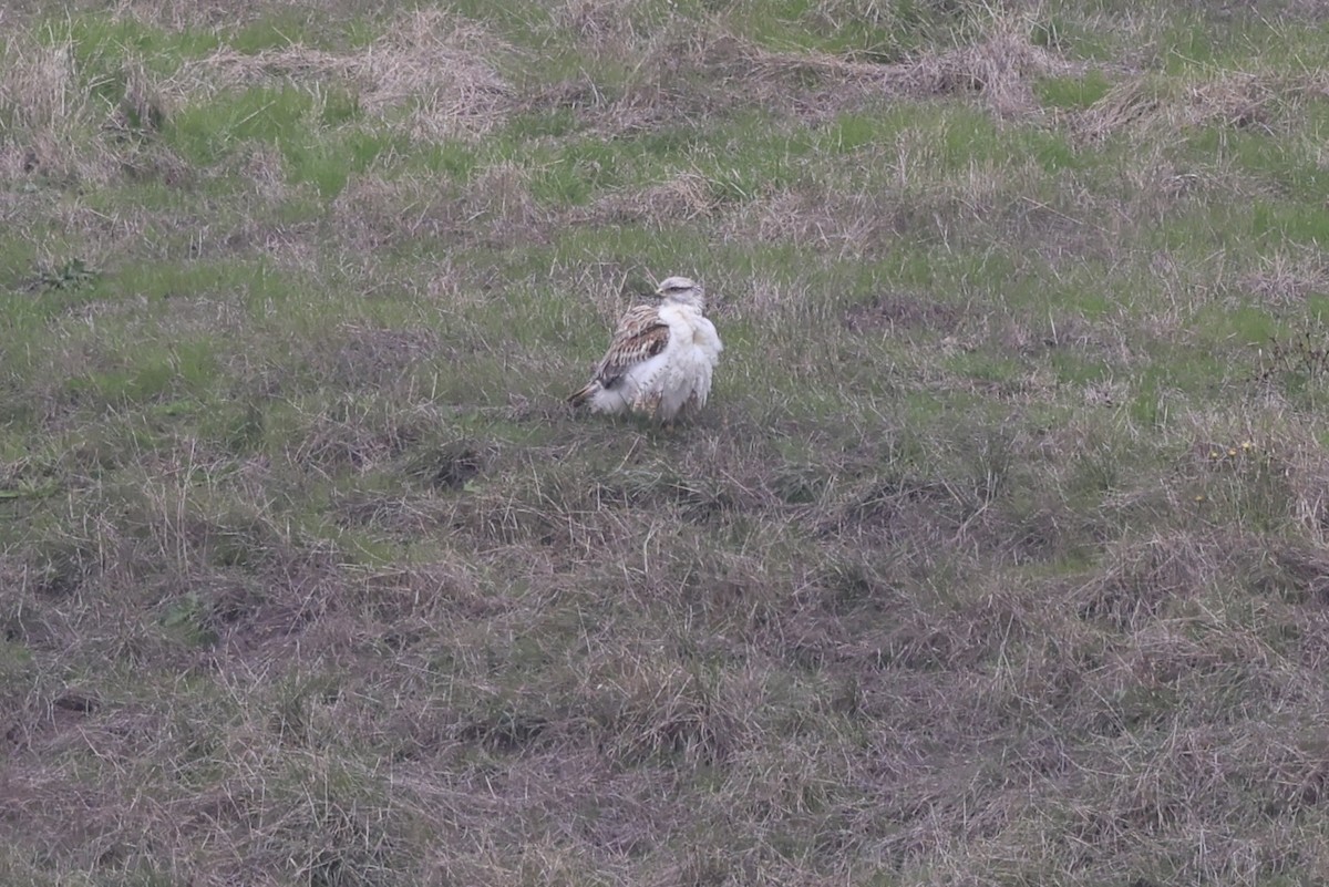 Ferruginous Hawk - ML646196413