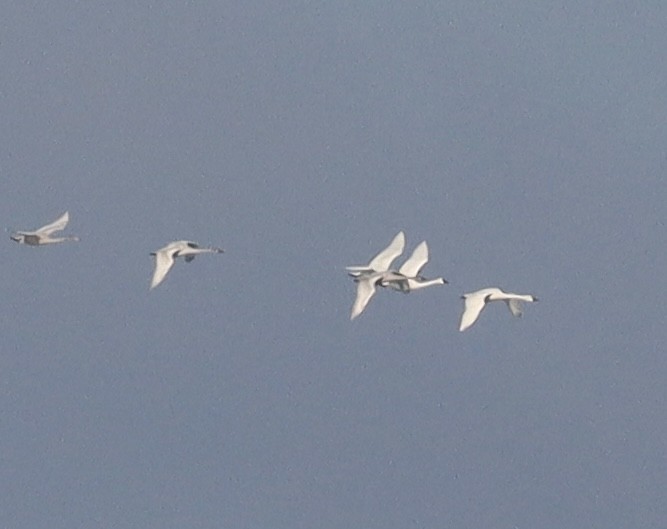 Tundra Swan - ML646196422