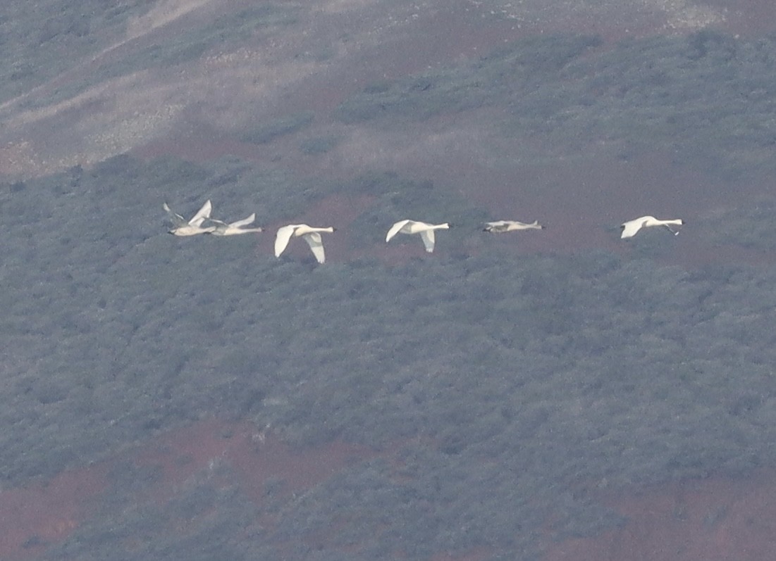 Tundra Swan - ML646196423